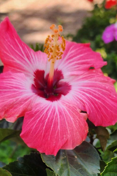 Painted Lady Tropical Hibiscus (Rose Mallow) - 3 Gallon Pot