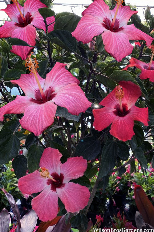  Painted Lady Tropical Hibiscus (Rose Mallow) - 3 Gallon Pot