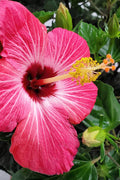  Painted Lady Tropical Hibiscus (Rose Mallow) - 3 Gallon Pot