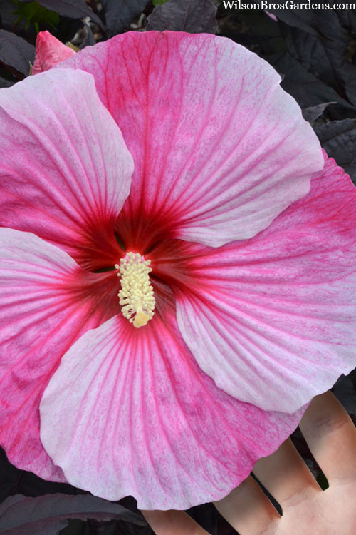  Starry Starry Night Hardy Hibiscus (Rose Mallow) - 1 Gallon Pot