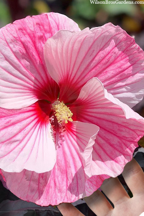  Starry Starry Night Hardy Hibiscus (Rose Mallow) - 1 Gallon Pot
