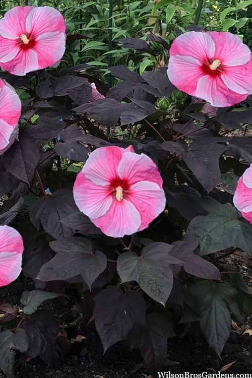  Starry Starry Night Hardy Hibiscus (Rose Mallow) - 1 Gallon Pot