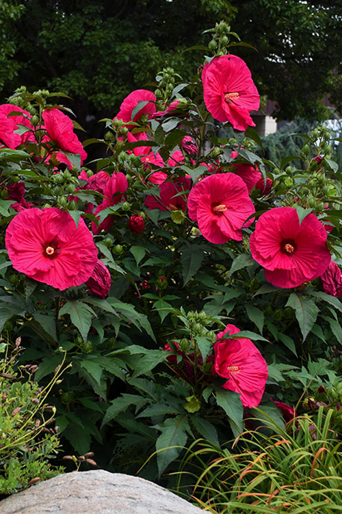  Summer In Paradise Hardy Hibiscus (Rose Mallow) - 1 Gallon Pot