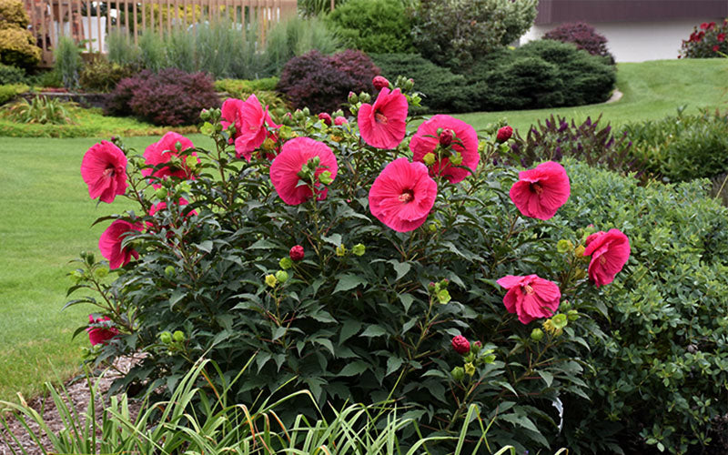  Summer In Paradise Hardy Hibiscus (Rose Mallow) - 1 Gallon Pot