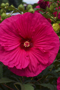  Summer In Paradise Hardy Hibiscus (Rose Mallow) - 1 Gallon Pot
