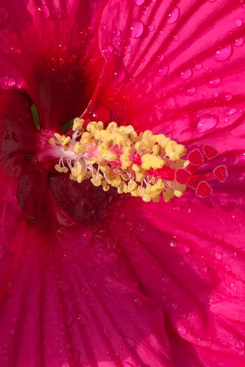  Summer In Paradise Hardy Hibiscus (Rose Mallow) - 1 Gallon Pot