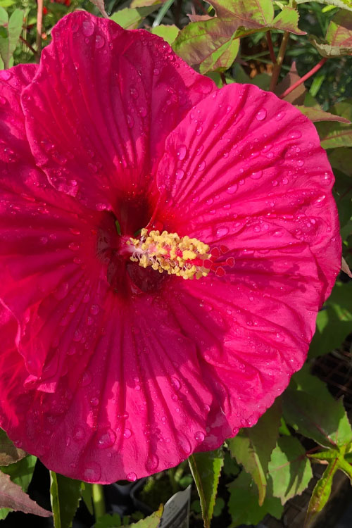  Summer In Paradise Hardy Hibiscus (Rose Mallow) - 1 Gallon Pot