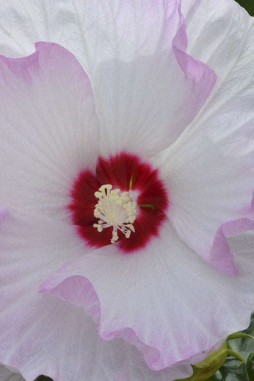  Summerific Ballet Slippers Hardy Hibiscus - 1 Gallon Pot