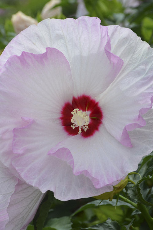  Summerific Ballet Slippers Hardy Hibiscus - 1 Gallon Pot