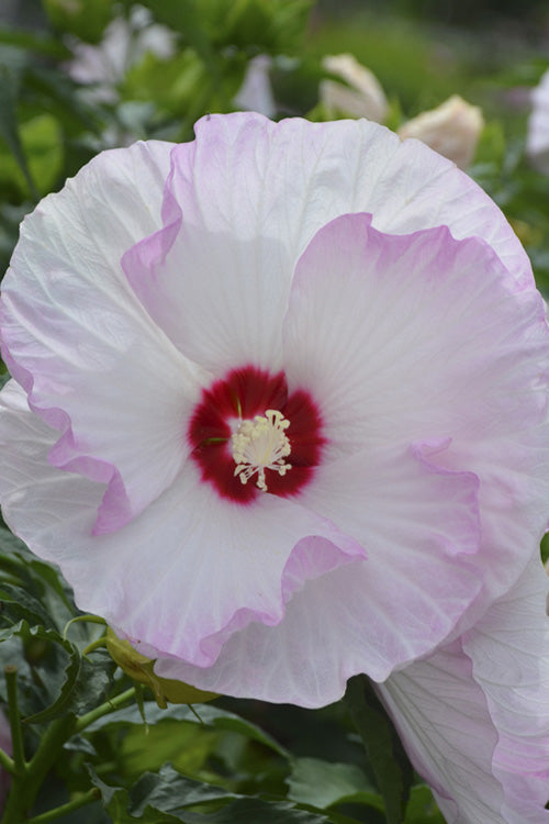  Summerific Ballet Slippers Hardy Hibiscus - 1 Gallon Pot