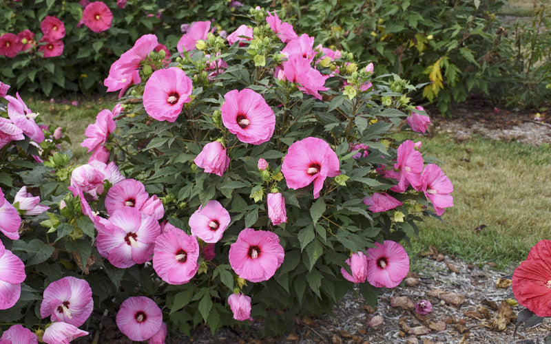  Summerific Candy Crush Hibiscus (Rose Mallow) - 3 Gallon Pot