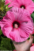  Summerific Candy Crush Hibiscus (Rose Mallow) - 1 Gallon Pot 