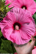  Summerific Candy Crush Hibiscus (Rose Mallow) - 1 Gallon Pot