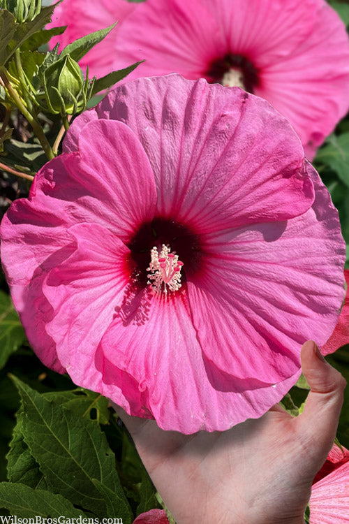  Summerific Candy Crush Hibiscus (Rose Mallow) - 3 Gallon Pot