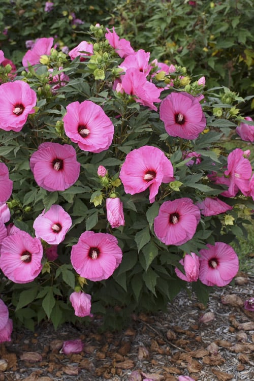  Summerific Candy Crush Hibiscus (Rose Mallow) - 1 Gallon Pot 