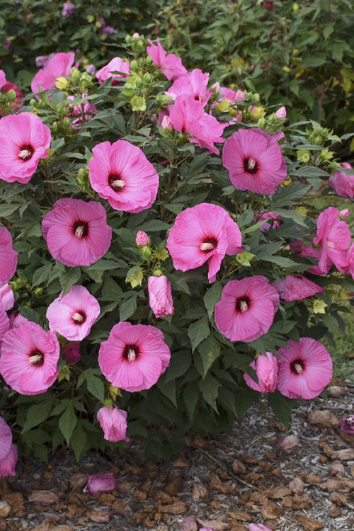  Summerific Candy Crush Hibiscus (Rose Mallow) - 1 Gallon Pot