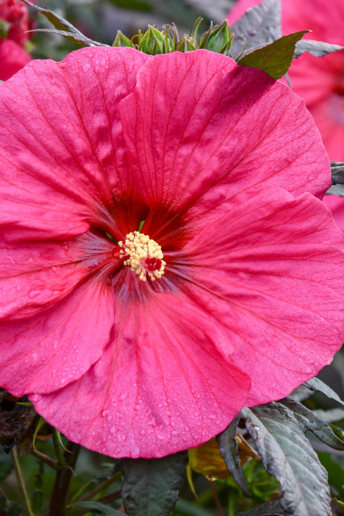  Summerific Evening Rose Hibiscus (Rose Mallow) - 1 Gallon Pot
