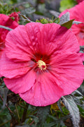  Summerific Evening Rose Hibiscus (Rose Mallow) - 1 Gallon Pot