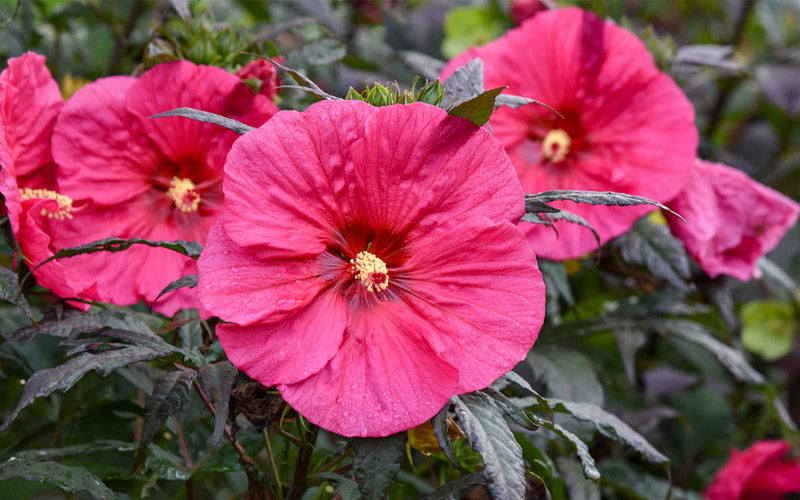  Summerific Evening Rose Hibiscus (Rose Mallow) - 1 Gallon Pot
