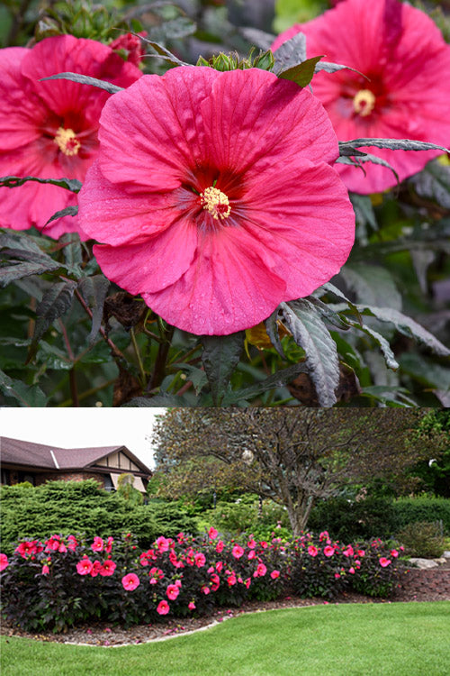  Summerific Evening Rose Hibiscus (Rose Mallow) - 1 Gallon Pot