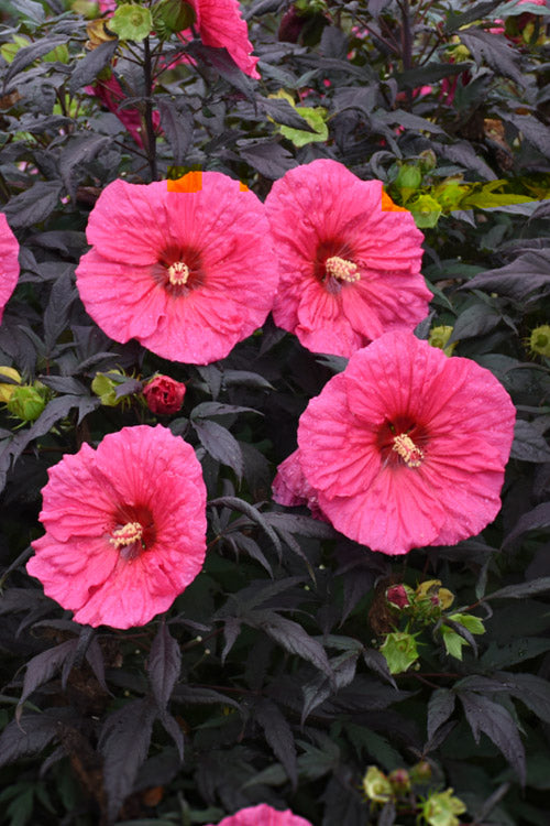  Summerific Evening Rose Hibiscus (Rose Mallow) - 1 Gallon Pot