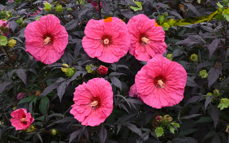  Summerific Evening Rose Hibiscus (Rose Mallow) - 1 Gallon Pot