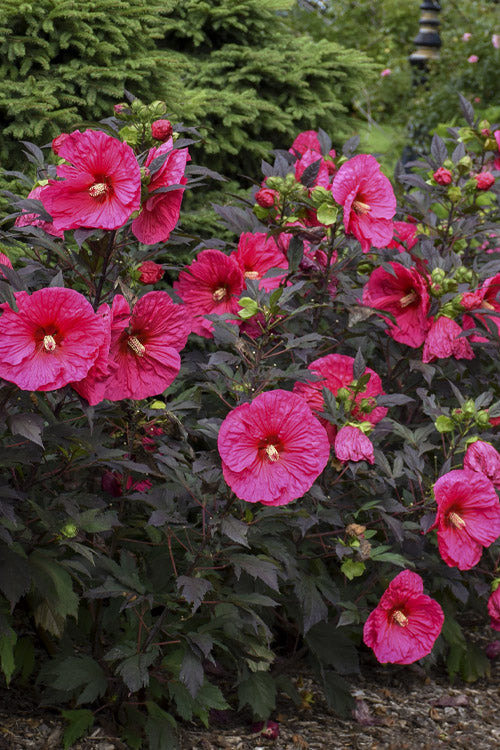  Summerific Evening Rose Hibiscus (Rose Mallow) - 1 Gallon Pot