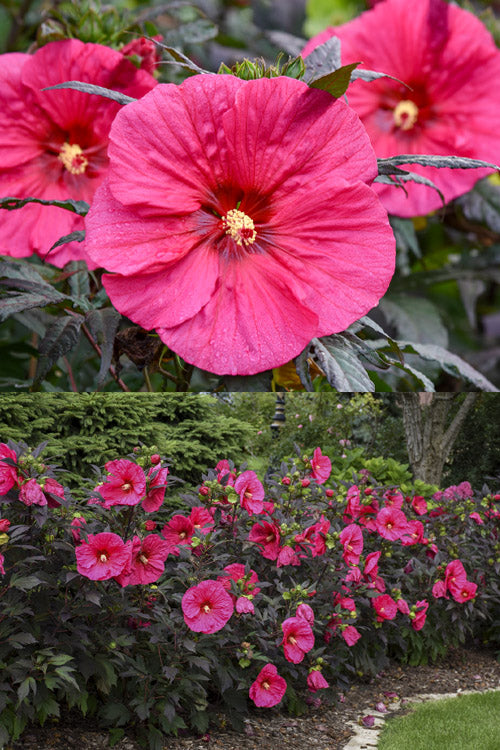  Summerific Evening Rose Hibiscus (Rose Mallow) - 1 Gallon Pot