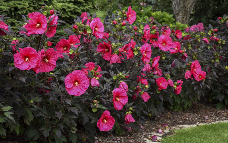 Summerific Evening Rose Hibiscus (Rose Mallow) - 1 Gallon Pot