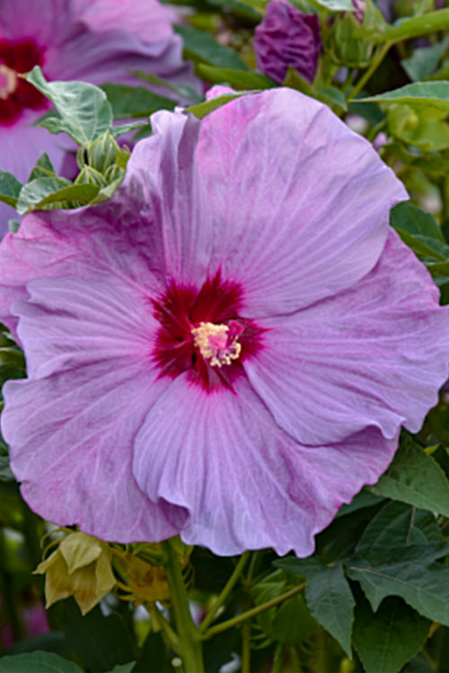  Summerific Lilac Crush Hardy Hibiscus (Rose Mallow) - 6 Pack Of 1 Gallon Pots
