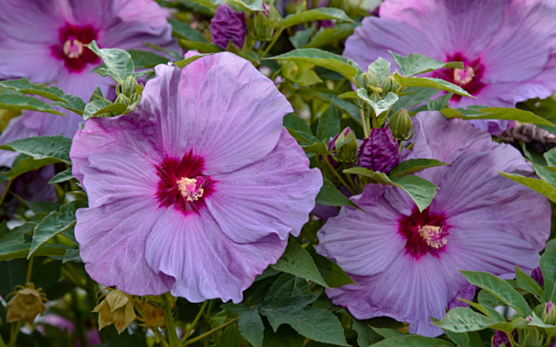  Summerific Lilac Crush Hardy Hibiscus (Rose Mallow) - 6 Pack Of 1 Gallon Pots