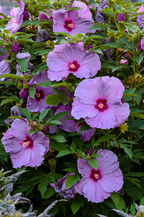  Summerific Lilac Crush Hardy Hibiscus (Rose Mallow) - 6 Pack Of 1 Gallon Pots