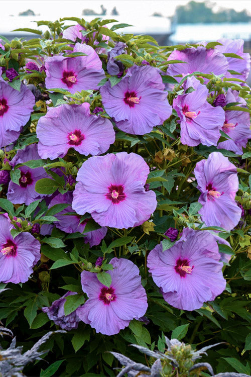  Summerific Lilac Crush Hardy Hibiscus (Rose Mallow) - 6 Pack Of 1 Gallon Pots