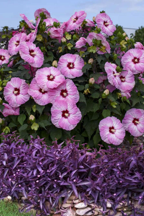  Summerific Spinderella Hibiscus (Rose Mallow) - 1 Gallon Pot