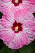  Summerific Spinderella Hibiscus (Rose Mallow) - 1 Gallon Pot