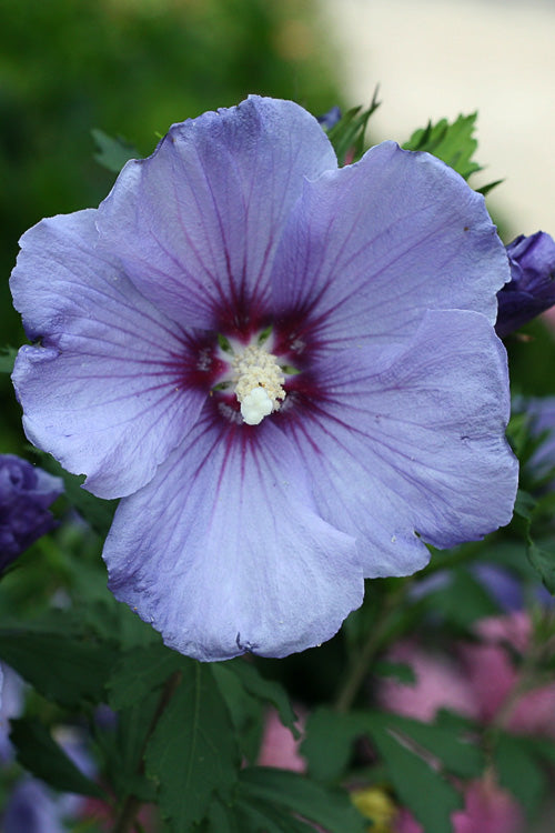  Azurri Blue Satin Rose Of Sharon (Single Trunk Tree Form) - 7 Gallon Pot (4-5')