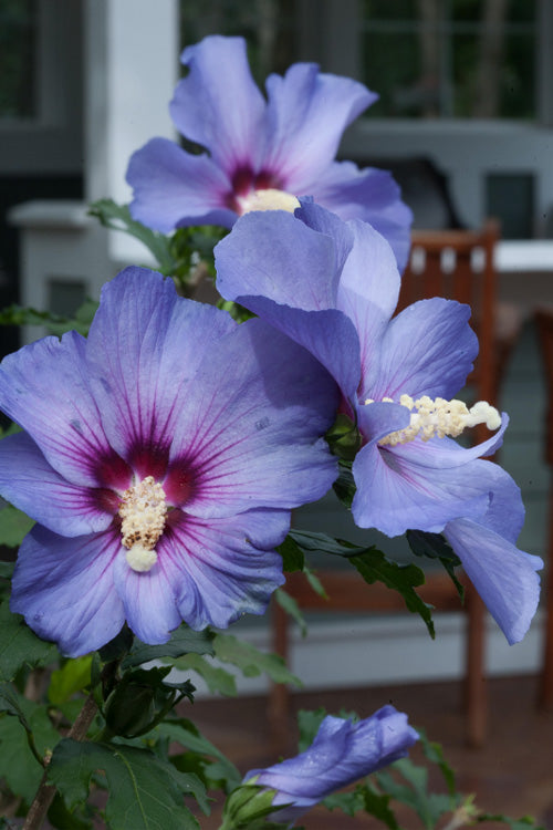 Azurri Blue Satin Rose Of Sharon (Single Trunk Tree Form) - 7 Gallon Pot (5-5.5')