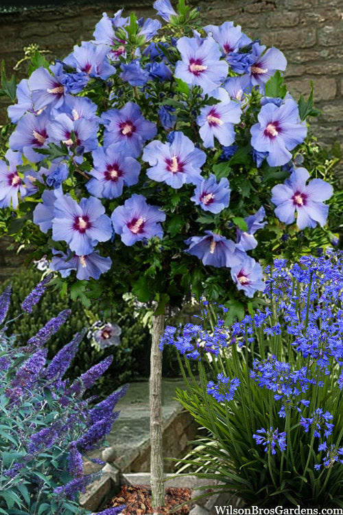  Azurri Blue Satin Rose Of Sharon (Single Trunk Tree Form) - 7 Gallon Pot (4-5')