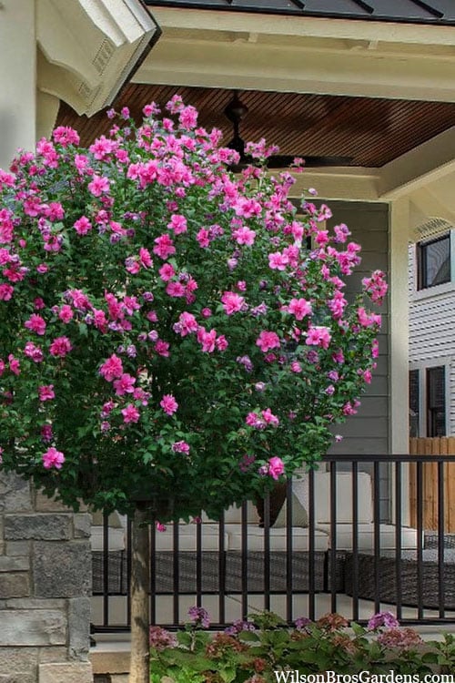  Lucy Rose Of Sharon (Single Trunk Tree) - 7 Gallon Pot (4-5')
