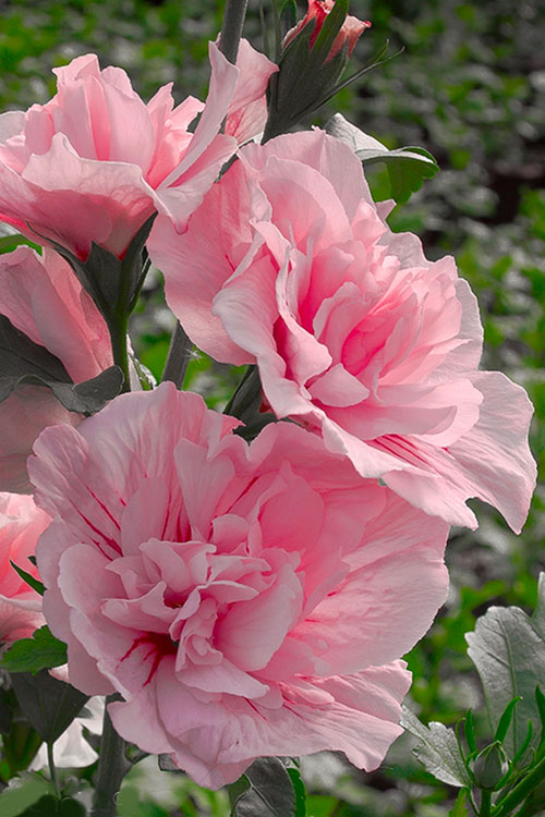  Pink Chiffon Rose Of Sharon - Hibiscus Syriacus - 2 Gallon Pot