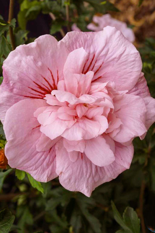  Pink Chiffon Rose Of Sharon - Hibiscus Syriacus - 2 Gallon Pot