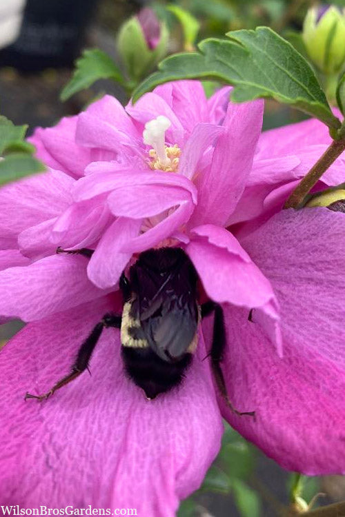  Raspberry Smoothie Althea (Rose Of Sharon) - 3 Gallon Pot