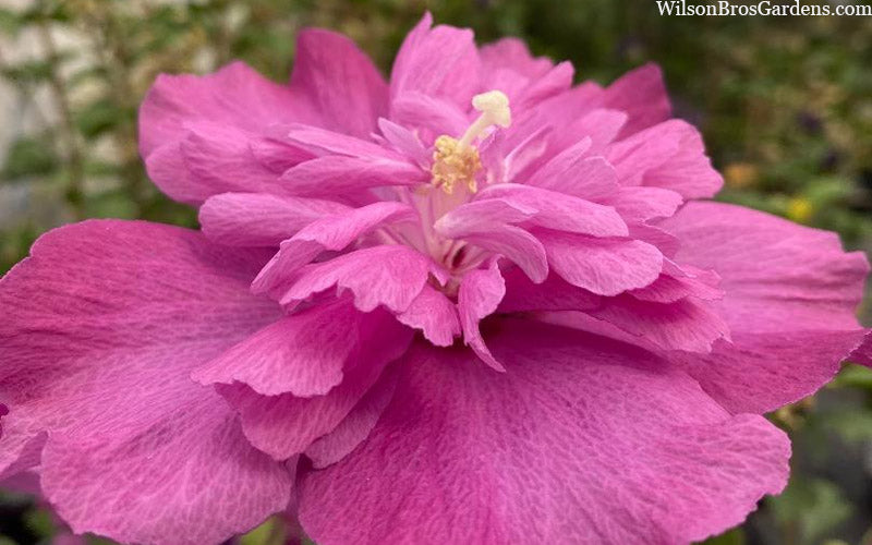  Raspberry Smoothie Althea (Rose Of Sharon) - 3 Gallon Pot