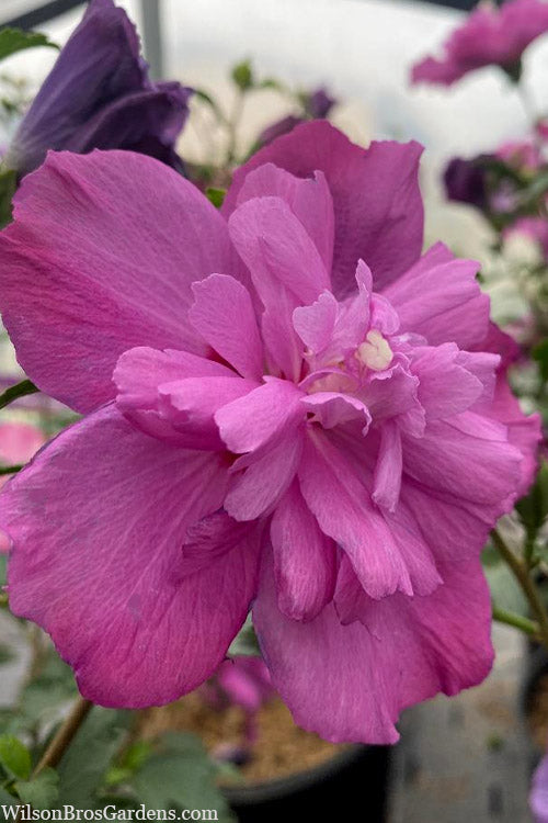  Raspberry Smoothie Althea (Rose Of Sharon) - 3 Gallon Pot