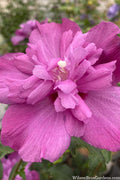  Raspberry Smoothie Althea (Rose Of Sharon) - 3 Gallon Pot