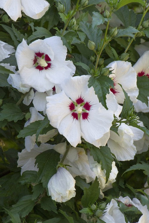  Red Heart Rose Of Sharon - 5 Gallon Pot
