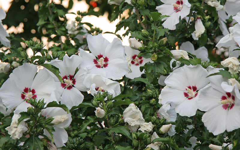  Red Heart Rose Of Sharon - 5 Gallon Pot