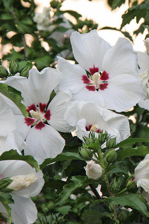  Red Heart Rose Of Sharon - 5 Gallon Pot