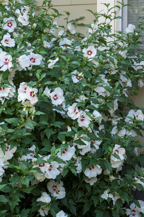  Red Heart Rose Of Sharon - 5 Gallon Pot