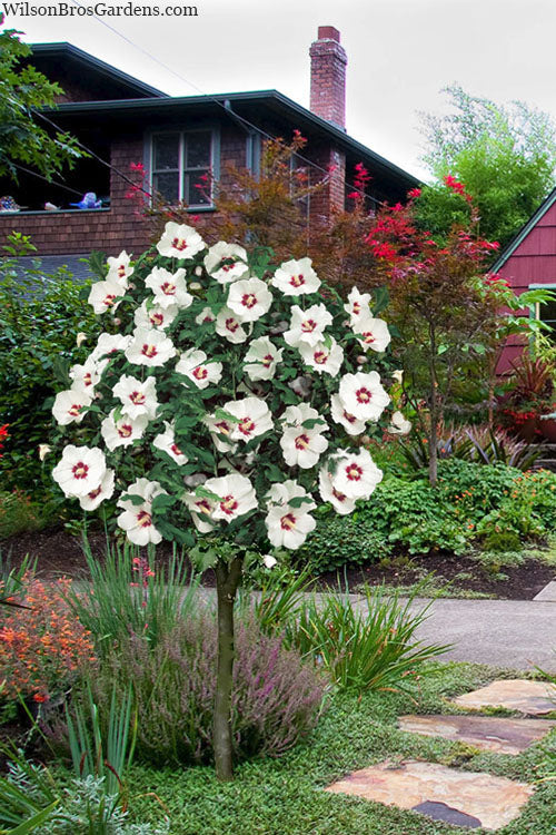  Red Heart Rose Of Sharon (Single Trunk Tree) - 5 Gallon Pot
